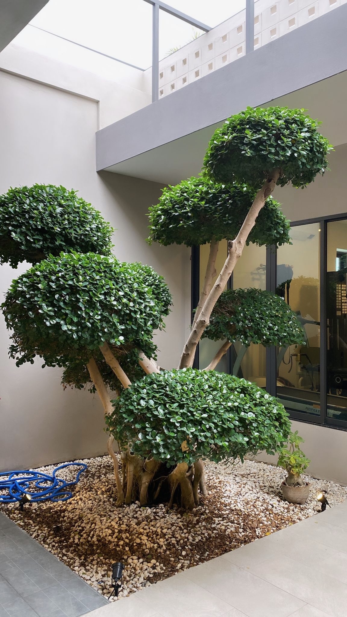 Indoor courtyard with sculptural cloud-pruned fig tree in daylight